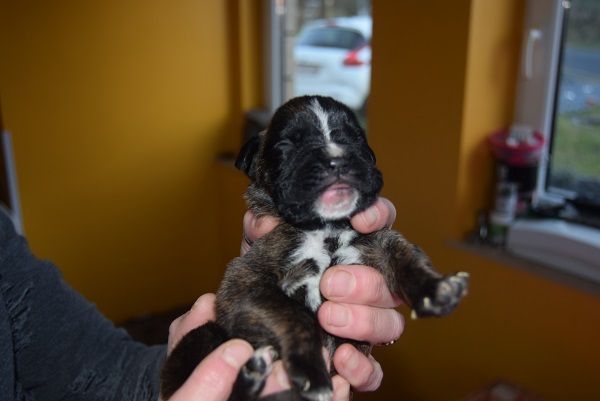 Temple Chichen Itza - Boxer - Portée née le 01/01/2018